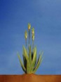/album/galleria-fotografica/aloe-vera-la-pianta-a-jpg/
